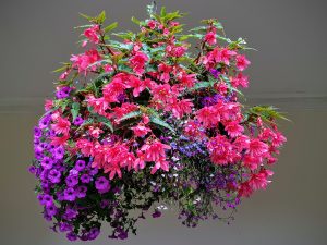 pretty hanging baskets on the Cambridge photo walk at the sewing weekender